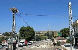 Leylek yavruları için yol inşaatı durduruldu