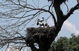 Leylek yavruları uçmaya hazır