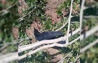 Mahsur kaldığı ağaçtan kurtarıldı, kana kana...