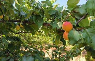 Malatya’da kayısı hasadı sürüyor