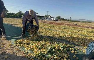 Malatya’da kayısı hasadı sürüyor, hedef 750...
