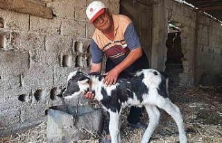 Manda yavrusu, siyah beyaz renklerle doğdu