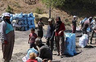 Mangal kömürü üretmek için gece gündüz mesai...