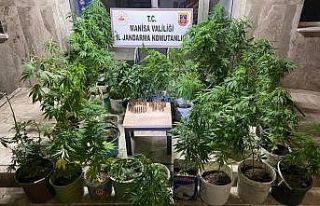 Manisa’da 148 kök kenevir ele geçirildi