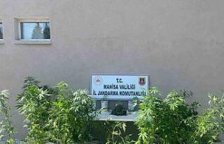 Manisa’da yasadışı kenevir ekenler jandarmaya...