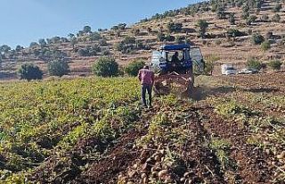 Mardin’de 320 dönüm patates tarlasında günde...