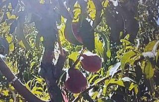 Mardin’de şeftali hasadı başladı: 40 ton rekolte...