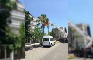 Marmaris’te palmiyeler bakıma alındı