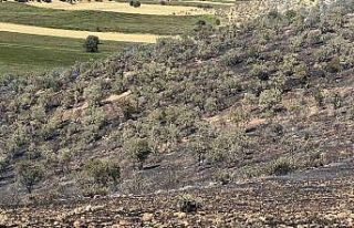 Mazıdağı’nda yangın nedeniyle 200 dönümlük...