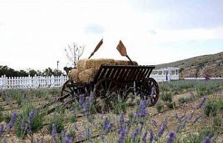 Meram Lavanta Bahçesi açıldı