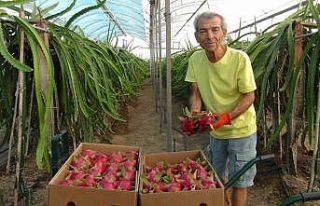 Mersin’de ejder meyvesinin hasadı başladı