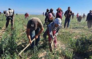 Mevsimlik işçilerin kavurucu sıcakta ekmek mücadelesi