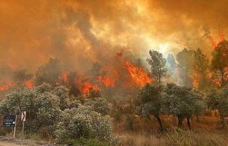 Milas’ta orman yangını başladı
