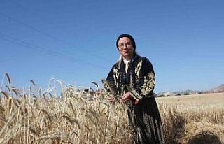 Milletvekili şalvar giydi, biçerdöver ile ekin...