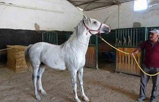 Milyonluk taylar görücüye çıkıyor