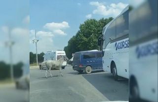 Minibüsün arkasına at bağlayan sürücü hakkında...
