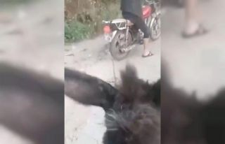 Motosiklete bağladıkları eşeği kilometrelerce...
