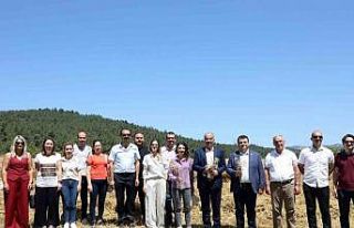 Mudanya’da buğday hasadı zamanı