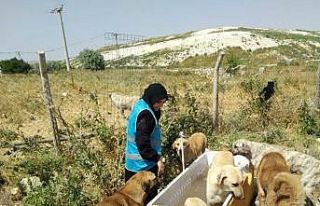 Müftülük personelleri sıcak havada sokak hayvanlarını...