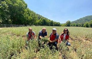 Muğla’da tıbbi aromatik bitki seferberliği