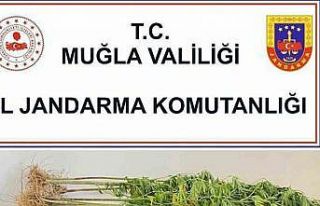 Muğla’nın 4 ilçesinde uyuşturucu operasyonu