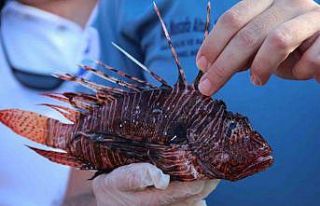 Mutfakların yeni lezzeti Aslan Balığı olacak