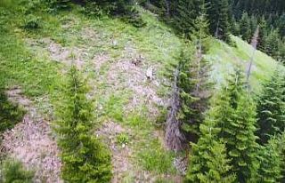 Nadir görülen beyaz boz ayı ve yavruları Artvin’in...