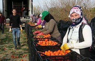 Narenciye işçi fiyatları 447 TL olarak belirlendi