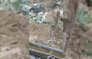 Nesli tükenme tehlikesi altında olan vaşak kamerada