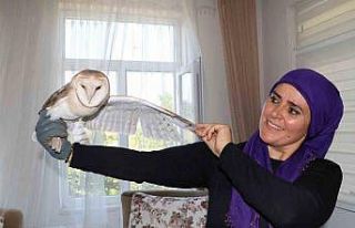 Nesli tükenmek üzere olan peçeli baykuş ’talih...