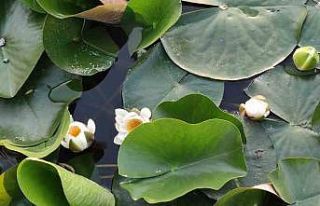 Nilüferler Süleymanlı Yayla Gölünün güzelliğine...