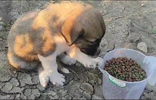 Öldürülen köpeğin yavruları bulundu