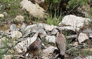 Oltu’da doğaya 600 kınalı keklik saldılar