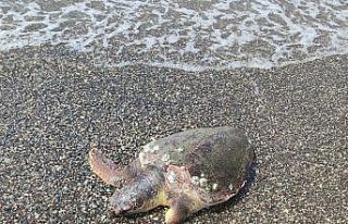Ölü caretta caretta sahile vurdu