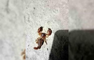 Ölü sandığı akrebi eline almak isteyince hastanelik...