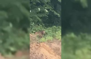 Önüne çıkan ayıyı ‘kışt’ diyerek kovmaya...