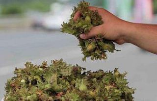 Ordu’da taze fındık tezgahlara indi