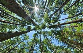 Ormanda piknik yapıp ateş yakmak yasaklandı