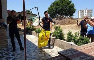 Ormanlar yanınca gölge alan bulamayan yılanlar...