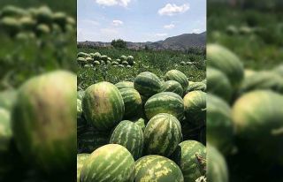 Osmaneli karpuzu hasat için gün sayıyor