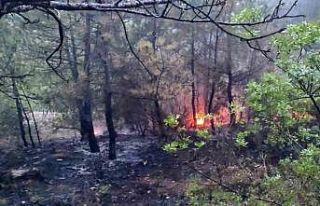 Osmaneli’nde çıkan orman yangını kontrol altına...