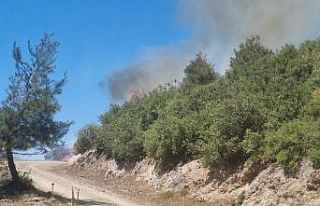 Osmaniye Hasanbeyli’de orman yangını