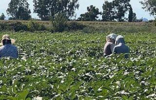 Osmaniye’de bamya hasadı başladı