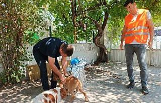 Osmaniye’de, şiddete maruz kalan köpek sahiplendirildi