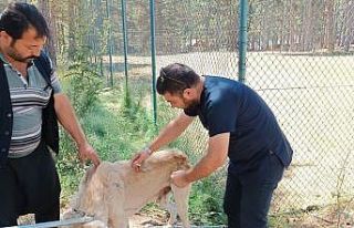 Osmaniye’de, yaylalardaki yaralı sokak hayvanları...