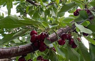 (ÖZEL) Bilecik’te ’Napolyon’ cinsi kirazın...