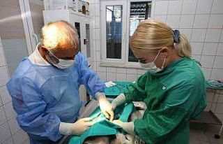 (Özel Haber) Nilüfer’deki sahipsiz sokak hayvanları...