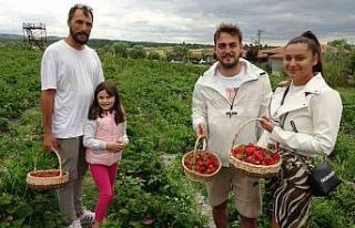 (ÖZEL) Tarladan çilek toplayıp satın alıyorlar