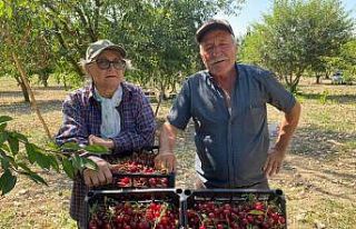 (ÖZEL) Vişne fiyatı üreticisini sevindirdi