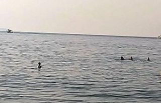 (Özel) Yakalanacaklarını anlayınca tonlarca yavru...